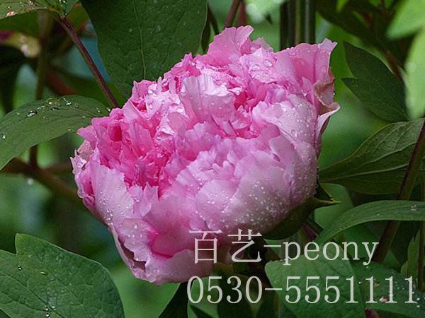 紫氣東來(lái)