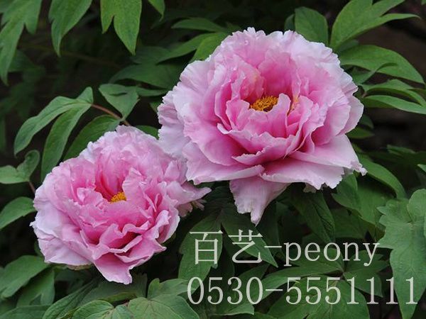 small4_15647121113439207.jpg 觀賞牡丹種植基地
