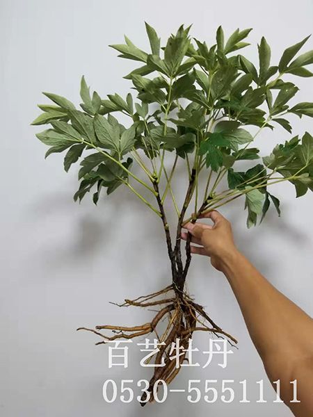 small4_15647095296349623.jpg 菏澤牡丹苗批發(fā)