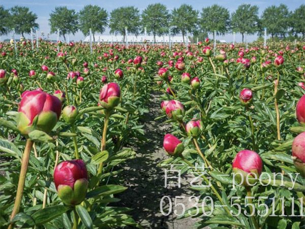 芍藥是如何來(lái)播種的